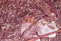 Oecophylla_virescens_F1778_Z_80_Kakadoo NP_Australie